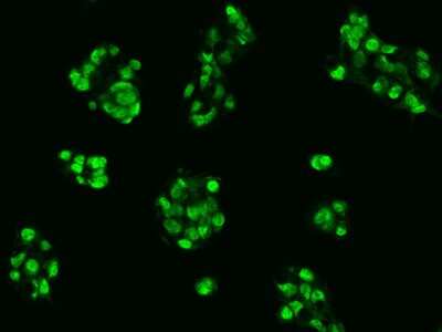 Immunocytochemistry/ Immunofluorescence: CRIPT Antibody [NBP2-97253]