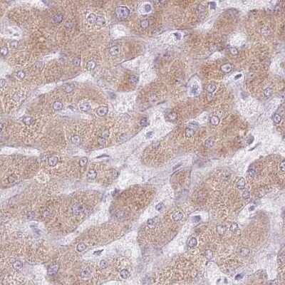 Immunohistochemistry: CRIPT Antibody [NBP2-33453]