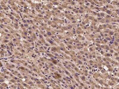 Immunohistochemistry-Paraffin: CRIPT Antibody [NBP2-97253]