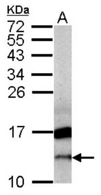 Western Blot: CRIPT Antibody [NBP2-14918]