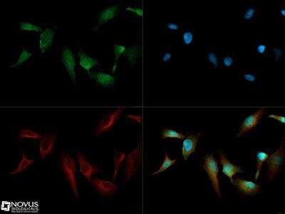 Immunocytochemistry/ Immunofluorescence: CRIPTO Antibody - BSA Free [NB100-1598]