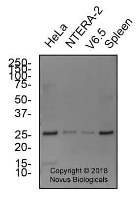 Western Blot: CRIPTO AntibodyBSA Free [NB100-1598]