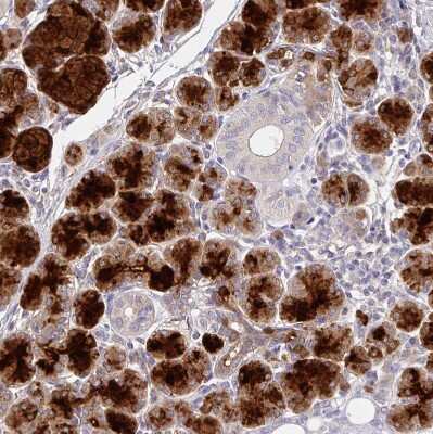 Immunohistochemistry-Paraffin: CRISP-3 Antibody [NBP2-33714]
