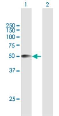 Western Blot: CRISPLD2 Antibody [H00083716-B01P]