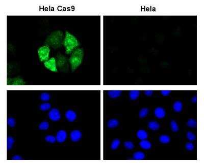 Immunocytochemistry/ Immunofluorescence: CRISPR-Cas9 Antibody (6G12) - C-terminus - BSA Free [NBP2-52398]