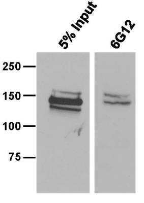 Immunoprecipitation: CRISPR-Cas9 Antibody (6G12) - C-terminus - BSA Free [NBP2-52398]