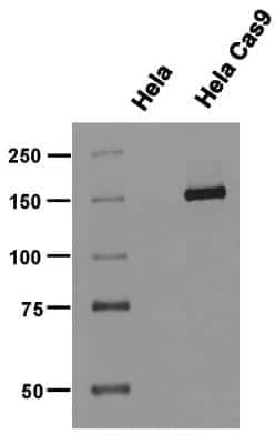 Western Blot: CRISPR-Cas9 Antibody (6G12)C-terminusBSA Free [NBP2-52398]