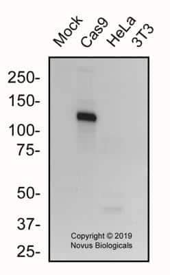 Western Blot: CRISPR-Cas9 Antibody (6H4)BSA Free [NBP2-81124]