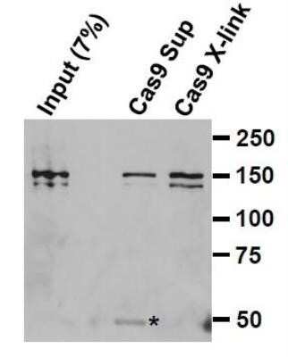 Immunoprecipitation: CRISPR-Cas9 Antibody (7A9-3A3) - N-Terminus - Azide and BSA Free [NBP2-80679]