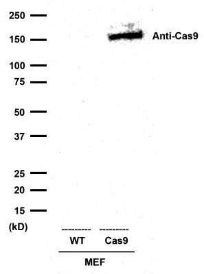 Western Blot: CRISPR-Cas9 Antibody (7A9-3A3)N-TerminusAzide and BSA Free [NBP2-80679]