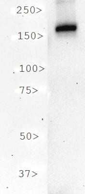 Western Blot: CRISPR-Cas9 Antibody (7A9-3A3)N-TerminusAzide and BSA Free [NBP2-80679]