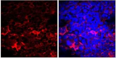Immunocytochemistry/ Immunofluorescence: CRISPR-Cas9 Antibody (7A9-3A3) - N-Terminus - BSA Free [NBP2-36440]