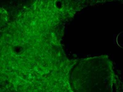 Immunohistochemistry-Frozen: CRISPR-Cas9 Antibody (7A9-3A3) - N-Terminus - BSA Free [NBP2-36440]
