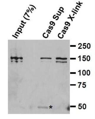 Immunoprecipitation: CRISPR-Cas9 Antibody (7A9-3A3) - N-Terminus - BSA Free [NBP2-36440]