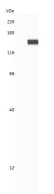 Simple Western: CRISPR-Cas9 Antibody (7A9-3A3)N-TerminusBSA Free [NBP2-36440]