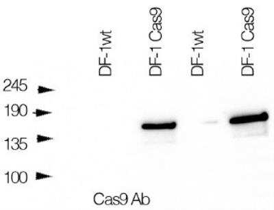 Western Blot: CRISPR-Cas9 Antibody (7A9-3A3)N-TerminusBSA Free [NBP2-36440]