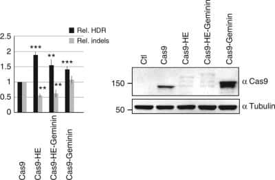 Western Blot: CRISPR-Cas9 Antibody (7A9-3A3)N-TerminusBSA Free [NBP2-36440]