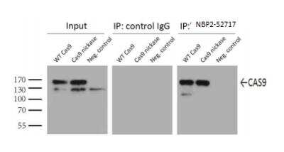 Immunoprecipitation: CRISPR-Cas9 Antibody [NBP2-52717]