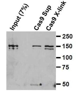 Immunoprecipitation: CRISPR-Cas9 Antibody Pack [NBP2-52986]