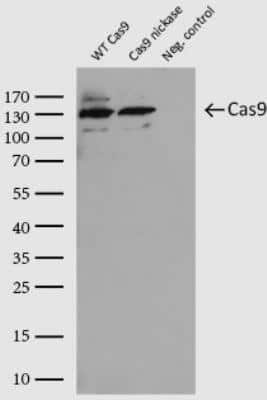 Western Blot: CRISPR-Cas9 Antibody [NBP2-52717]