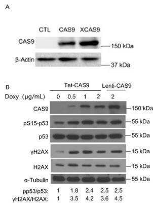 Western Blot: CRISPR-Cas9 Antibody [NBP2-52717]
