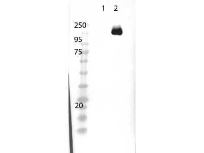 Western Blot: CRISPR-Cas9 Antibody [NBP2-52718]