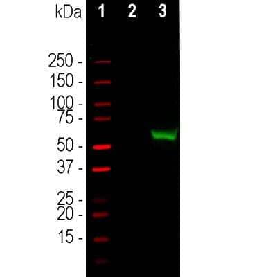 Western Blot: CRISPR-Cas9 Antibody [NBP3-05547]