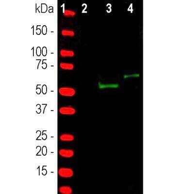 Western Blot: CRISPR-Cas9 Antibody [NBP3-05548]