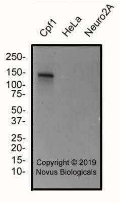 Western Blot: CRISPR-Cpf1 Antibody (2D5-6G11)BSA Free [NBP2-78819]