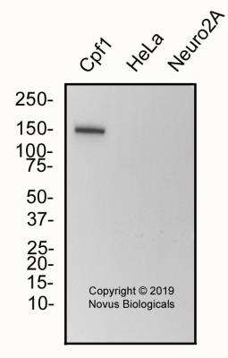 Western Blot: CRISPR-Cpf1 Antibody (3D3-F7)BSA Free [NBP2-78820]