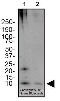 Western Blot: CRISPR-Cpf1 AntibodyBSA Free [NBP2-62735]