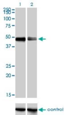 Western Blot: CRLF1 Antibody (4F4) [H00009244-M01]
