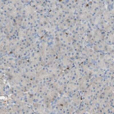 Immunohistochemistry-Paraffin: CRLF3 Antibody [NBP1-84382]