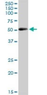 Western Blot: CRLF3 Antibody [H00051379-B01P]