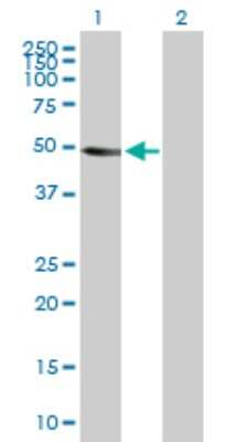 Western Blot: CRLF3 Antibody [H00051379-B01P]