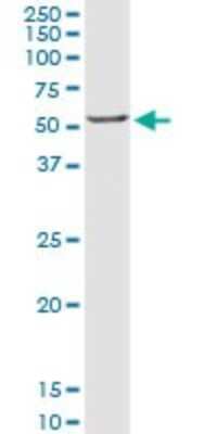 Western Blot: CRLF3 Antibody [H00051379-D01P]