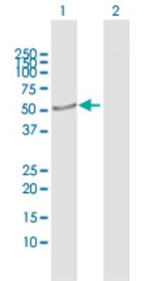 Western Blot: CRLF3 Antibody [H00051379-D01P]
