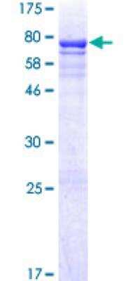 SDS-PAGE: Recombinant Human CRLF3 GST (N-Term) Protein [H00051379-P01]