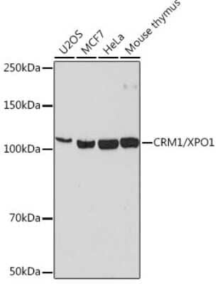 Western Blot: CRM1 Antibody (1J0L10) [NBP3-15823]