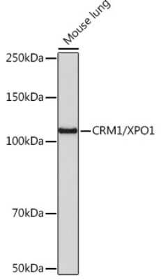 Western Blot: CRM1 Antibody (1J0L10) [NBP3-15823]