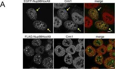 Immunocytochemistry/ Immunofluorescence: CRM1 Antibody [NB100-79802]