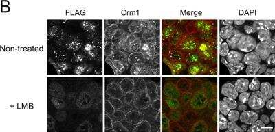 Immunocytochemistry/ Immunofluorescence: CRM1 Antibody [NB100-79802]