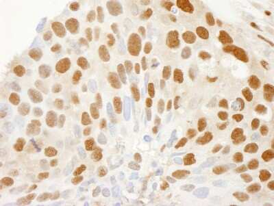 Immunohistochemistry: CRM1 Antibody [NB100-40862]