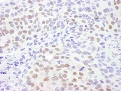 Immunohistochemistry-Paraffin: CRM1 Antibody [NB100-79802]