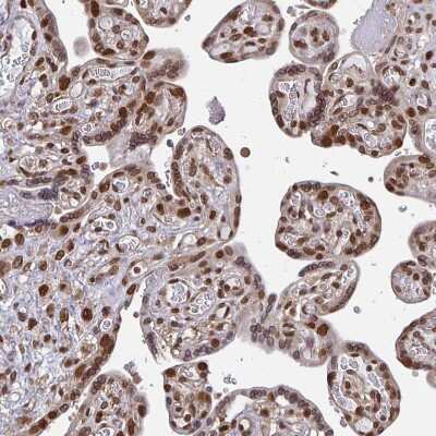 Immunohistochemistry-Paraffin: CRM1 Antibody [NBP2-33381]