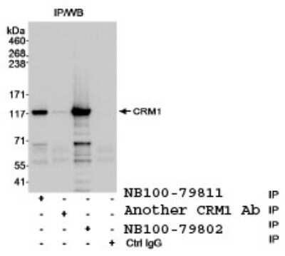 Immunoprecipitation: CRM1 Antibody [NB100-79811]