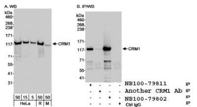 Western Blot: CRM1 Antibody [NB100-79802]