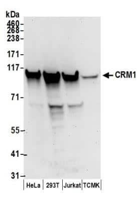 Western Blot: CRM1 Antibody [NB100-79802]