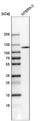 Western Blot: CRM1 Antibody [NBP2-33381]