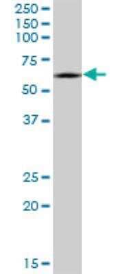 Western Blot: CRMP1 Antibody (2B6) [H00001400-M50]